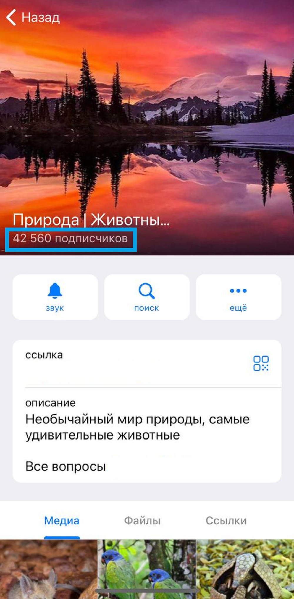 купить подписчиков тг живых